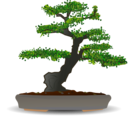 Bonsai