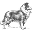 download Collie Grayscale clipart image with 135 hue color