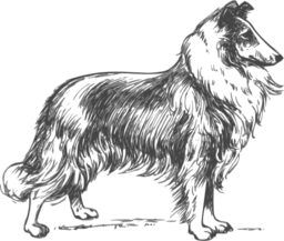 Collie Grayscale