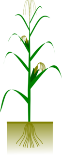 Maize Plant