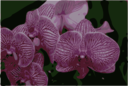 Orchids