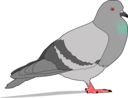 Pigeon