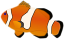Aquarium Fish Amphiprion Percula