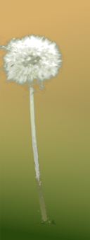 Pusteblume Dandelion Clock