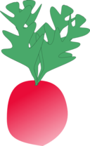 Radish