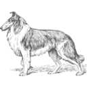 Collie 2 Grayscale