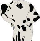 Dalmatin Head