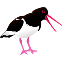 download Oyster Catcher clipart image with 315 hue color