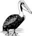 Pelican