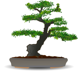 Bonsai