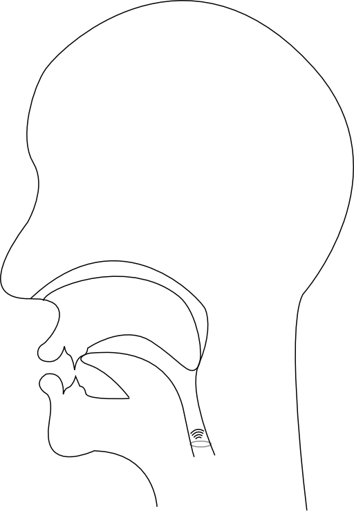 Midsagittal D Voiced Alveolar Plosive