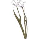 download Calochortus Apiculatus clipart image with 270 hue color