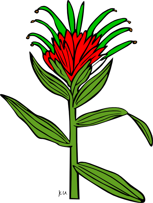 Ku Castilleja Miniata