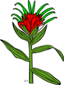 Ku Castilleja Miniata