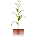 download Maize Plant clipart image with 315 hue color