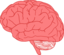 Brain In Profile