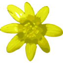 Flower 02
