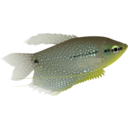 download Pearl Gourami clipart image with 45 hue color