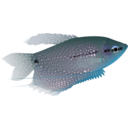 download Pearl Gourami clipart image with 180 hue color