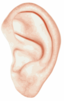 Human Ear