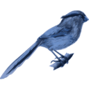 download Paradoxornis Heudei clipart image with 180 hue color