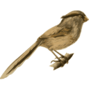 download Paradoxornis Heudei clipart image with 0 hue color