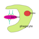 download Phagocytose clipart image with 135 hue color