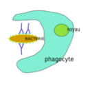 download Phagocytose clipart image with 225 hue color