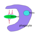 download Phagocytose clipart image with 315 hue color