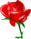 Red Rose