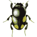 download Beetle Caccobius clipart image with 45 hue color
