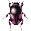 download Beetle Caccobius clipart image with 315 hue color