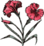 Carnation
