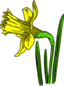 Colored Daffodil