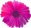 Flower Pink