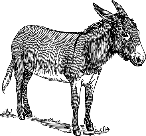 Donkey