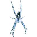 download Kreuzspinne Muster 5 clipart image with 180 hue color