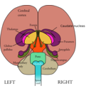 download Brain Front View clipart image with 315 hue color