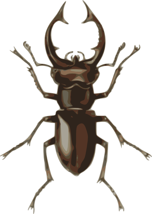 Stag Beetle Lucanus Elephas