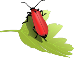 Cardinal Beetle Pyrochroa Coccinea