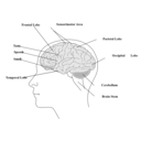 download Human Brain clipart image with 180 hue color