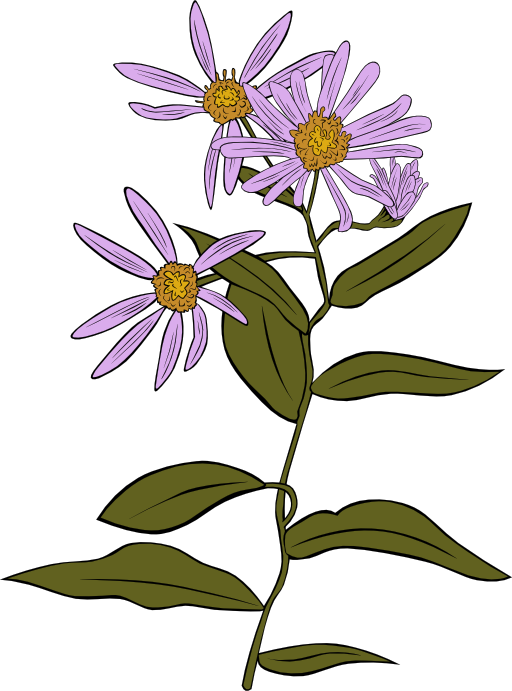 Aster Conspicuus