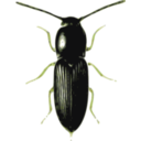 download Beetle Cardiophorus clipart image with 45 hue color