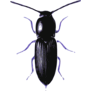 download Beetle Cardiophorus clipart image with 225 hue color