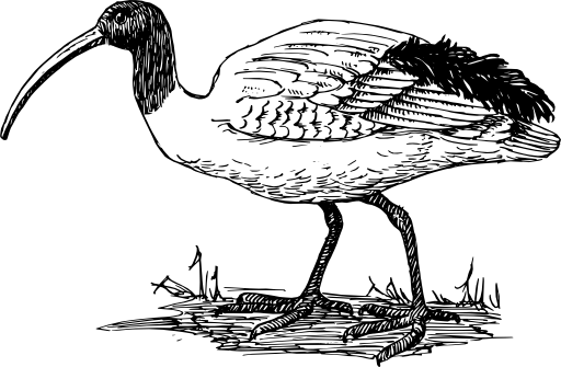 Ibis