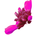 download Flower 05 clipart image with 270 hue color