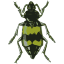 download Spotted Sexton Beetle Necrophorus Guttatus clipart image with 45 hue color