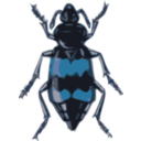 download Spotted Sexton Beetle Necrophorus Guttatus clipart image with 180 hue color