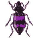 download Spotted Sexton Beetle Necrophorus Guttatus clipart image with 270 hue color