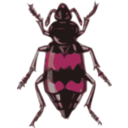 download Spotted Sexton Beetle Necrophorus Guttatus clipart image with 315 hue color